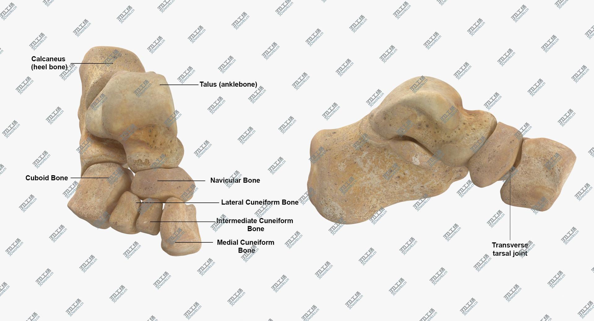 images/goods_img/2021040234/Real Human Foot Bones Anatomy 01 3D model/4.jpg